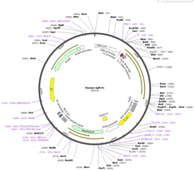 DENV Detect™ IgM Capture ELISA – InBios International, Inc.