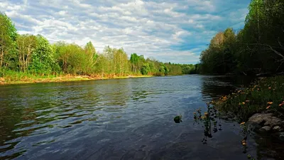 летний пейзаж на берегу реки с отражением деревьев в воде, Россия, Урал,  июнь Stock Photo | Adobe Stock