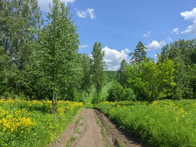 Лето июнь природа | Моя Россия | Дзен