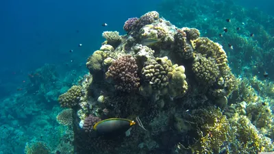 Коралловые рифы Индийского океана быстро возродились после обесцвечивания |  ИА Красная Весна