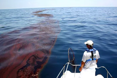 Животные и растения Индийского океана: фото и описание подводных  обитателей. - webmandry.com