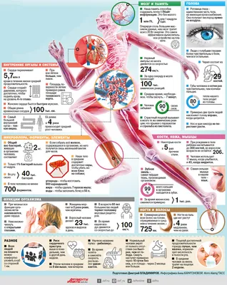 15 интересных фактов о нашем организме, о которых вы не знали. КАРТОЧКИ