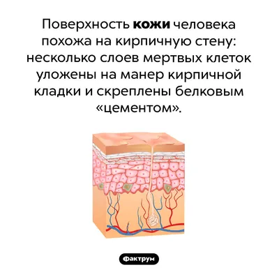 Интересные факты, способные заинтриговать — лучшая подборка для детей и  взрослых | Красота и здоровье | Дзен