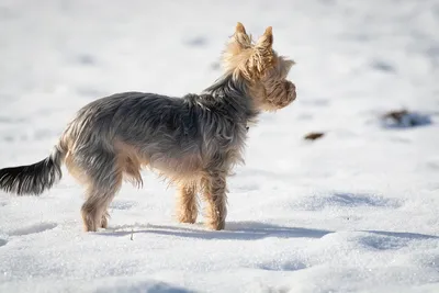 Собака Йорки найдена на Вернадского 86 | Pet911.ru