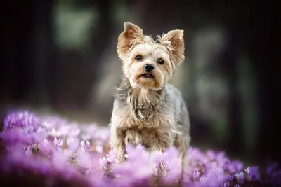 Собака Йорки Йоркширский Терьер - Бесплатное фото на Pixabay - Pixabay