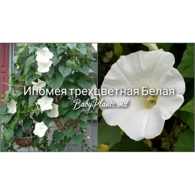 Искусственные цветы \"Ипомея\" - купить искусственные цветы оптом на  domovitto.ru