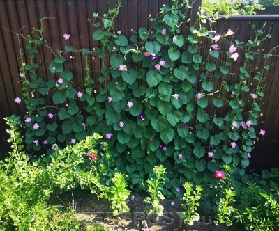 Ипомея пурпурная семена 1 грамм (около 40 шт) (Ipomoea purpurea) для  шпалеры (ID#1538578994), цена: 44.10 ₴, купить на Prom.ua