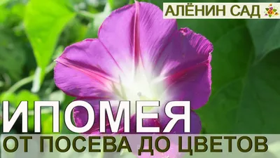 Купить Семена - Ипомея пурпурная Красная, 0,5 г. ❱❱ Колибри-маркет ❰❰❰