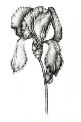 акварельный цветочный источник горизонтальный рисунок ирис цветы Daffodil  дикий ирис. цветочный баннер. цвета ретро Иллюстрация штока - иллюстрации  насчитывающей лепесток, изолировано: 217365259