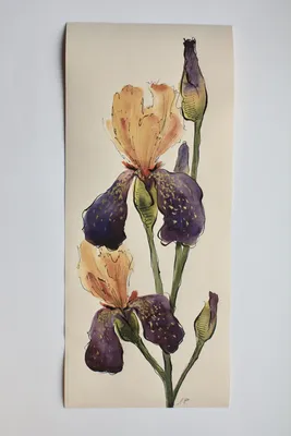 Раскраска цветок Ирис распечатать бесплатно в формате А4 (24 картинки) |  RaskraskA4.ru