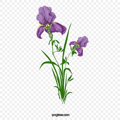 Vector Iris floral botanical flower. Black and white engraved ink art.  Isolated iris illustration element. Векторный объект Stock | Adobe Stock