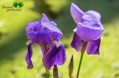 цветущие ирисы на клумбе в саду Стоковое Фото - изображение насчитывающей  флора, сирень: 222211890