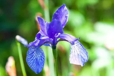 Букет 15 синих ирисов | Flowers Valley