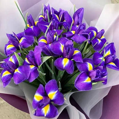 Обои Ирис, 5k, 4k, макро, цветы, фиолетовый, Iris, 5k, 4k wallpaper, macro,  flowers, purple, Природа #5347