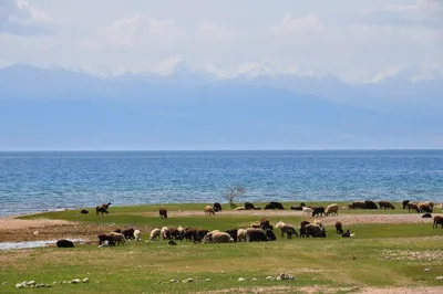 Отдых на озере Иссык-Куль в Киргизии