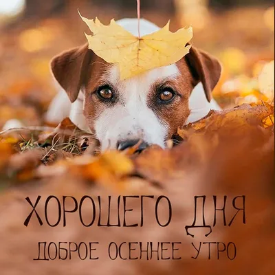 Доброе утро! Хорошего дня!🤗 | Богиня с юмором | ВКонтакте