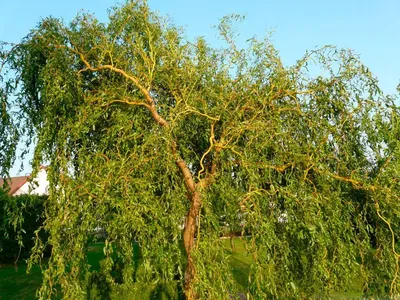 Ива белая Чермесина (Salix alba Chermesina)