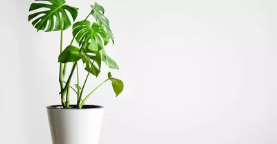 How To Grow And Care For Monstera Plant (2024 Guide)