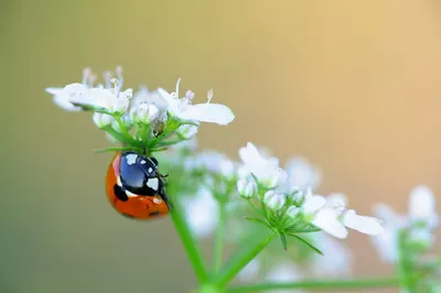 How To Get Rid Of Ladybugs (2024 Guide)