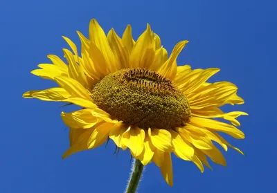 File:Sunflower from Silesia2.jpg - Wikipedia