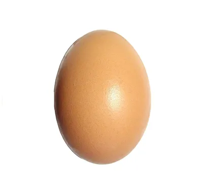 Файл:Egg upright.jpg — Википедия