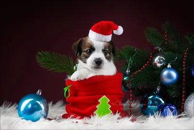 новый год год собаки Stock Photo | Adobe Stock