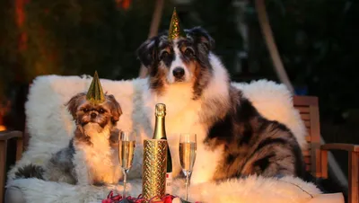 Как собаки Новый год спасли [Екатерина Ронжина] (fb2) | КулЛиб электронная  библиотека