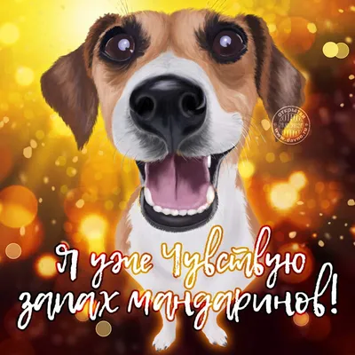 Четыре собаки и Харламов: ТНТ поздравил зрителей с Новым годом