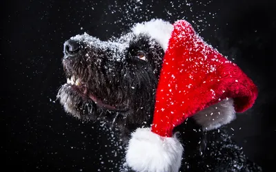 Собака Рождественская Елка Кулон Деревянные Рождественские Украшения Новый  Год Какающие Собаки Вечеринка – лучшие товары в онлайн-магазине Джум Гик