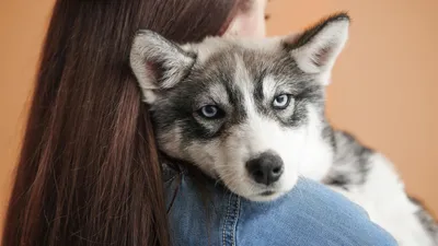 первая фотка в новом году. на руках собака и сейчас год собаки. все  сходится! любите животных, они лучше, чем люди! обнял❤️ | Instagram