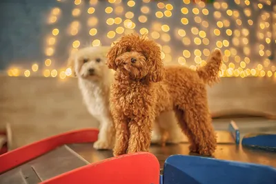 Рождественская одежда для щенка, костюм Санта-Клауса с шапкой для собаки, Новый  год подарок - купить с доставкой по выгодным ценам в интернет-магазине OZON  (1281570270)