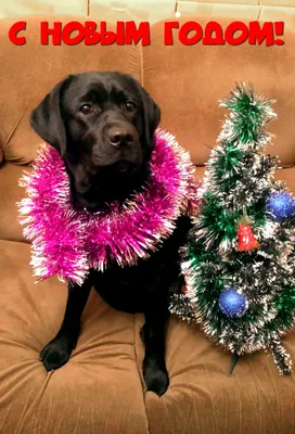 🎅🏽 В канун Нового Года и Рождества абсолютно все загадывают желания. И  собаки — не исключение. Конечно, самое заветное желание — это… | Instagram