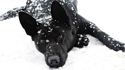 Новый год собаки показали на носу воронежского Белого Бима