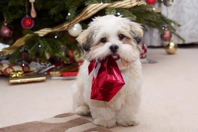 Кинологи рассказали, как относятся к празднованию нового года собаки - МК  Владимир