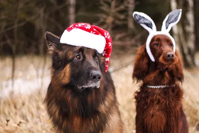 6 оригинальных подарков для собаки на Новый Год | Фонд помощи животным  «Ника» | Дзен