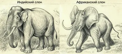 Слон: жизнь в хоботе» — создано в Шедевруме