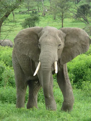 Люси слон в Margate Нью-Джерси Редакционное Стоковое Фото - изображение  насчитывающей заявк, американская: 74256108