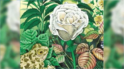 Работа — Жаба и роза, автор Матвеева Мария Валерьевна