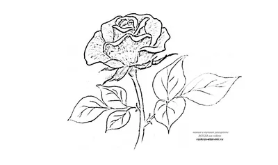 Рисунок на тему жаба и роза (69 фото) » Рисунки для срисовки и не только