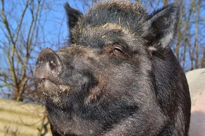 8 отличий кабана от домашней свиньи | Приключения натуралиста | Дзен