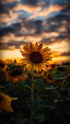 Картинка айфон 11/картинка/картинка на аву/скачать фото/фото на аву |  Sunflower wallpaper, Sunflower iphone wallpaper, Android wallpaper