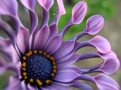 ТОП 10 популярных цветов | UFL / Блог - записи о цветах, букетах и  флористике