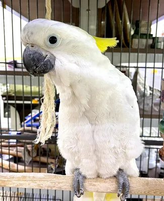 Попугай Какаду желтоxоxлый купить в интернет-магазине AQUA-SHOP