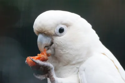 Гологлазый x Большой желтохохлый какаду (гибрид) - eBird