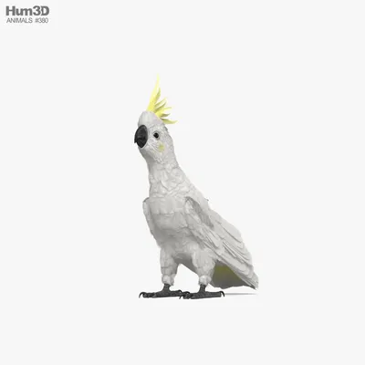 Говорящий попугай Какаду - YouTube