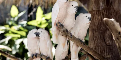 Попугай какаду есть от своей ноги Стоковое Изображение - изображение  насчитывающей глаз, любимчик: 106946905