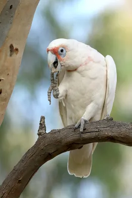 Гологлазый x Носатый какаду (гибрид) - eBird