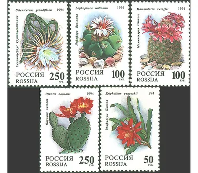 Букет М#94 купить в Минске с доставкой | Cactus.by