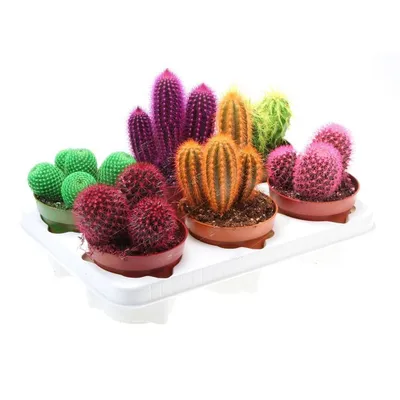 Кактус цветной (Cactus mix) Купить в Симферополе | Садовый центр Фрея, Крым