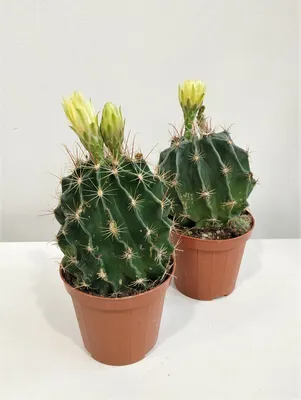 Кактус мини (микс) купить в Минске с доставкой | Cactus.by